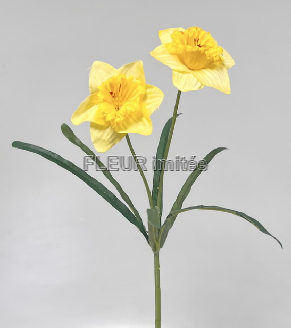 Narcis x2  41cm 3b. 48/480