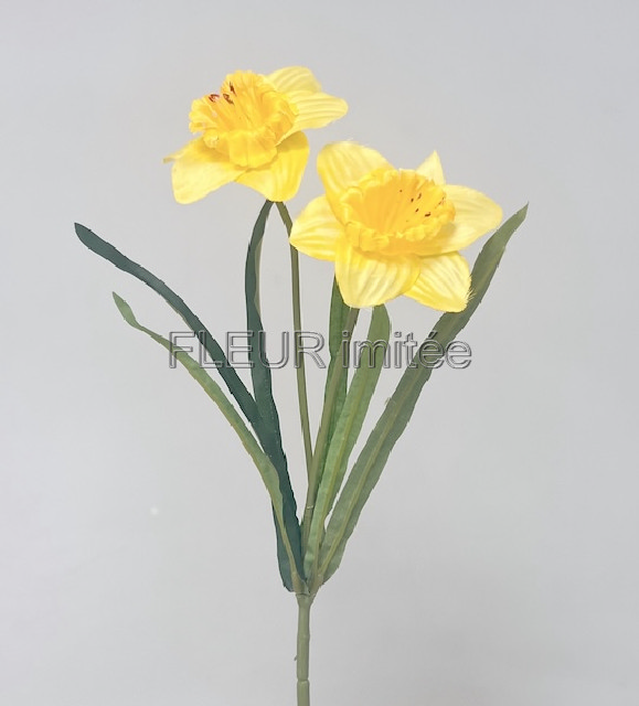 Narcis x2 41cm  48/480