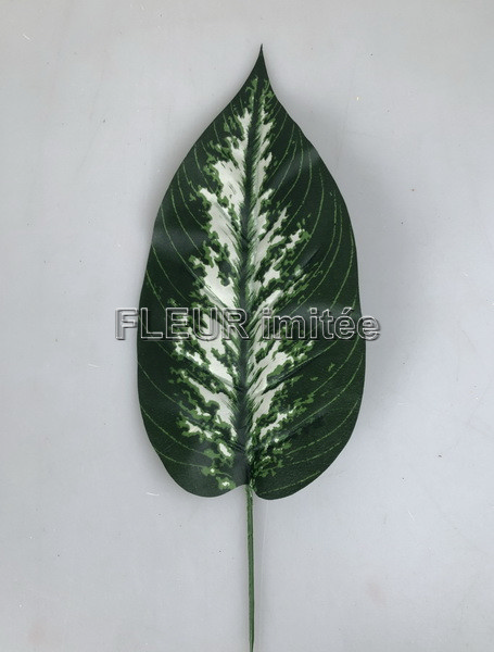 List dieffenbachia 48cm  12/1728