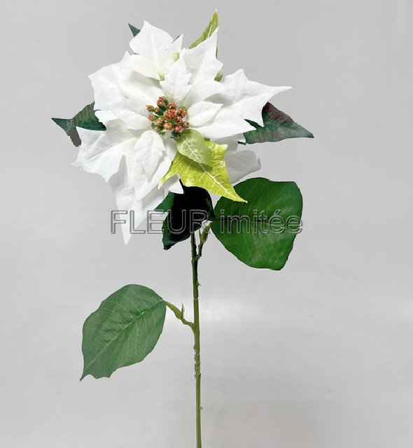 Poinsettia 60/21cm 12/288