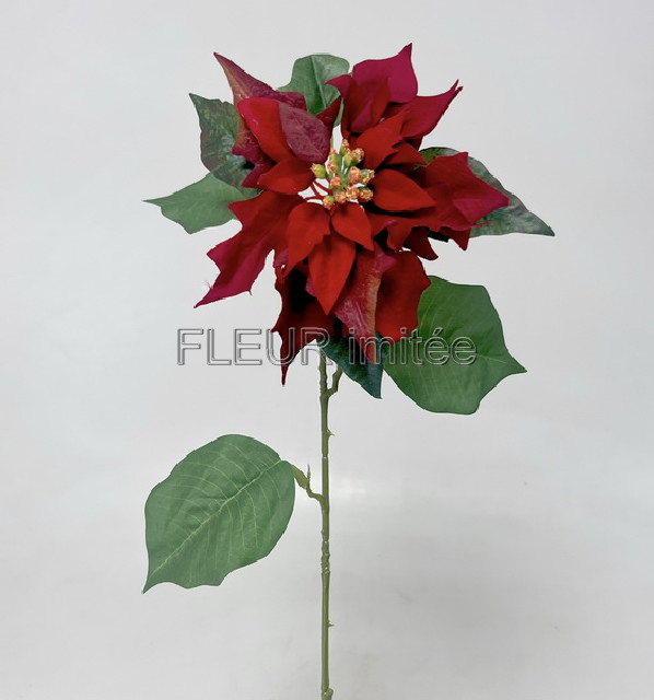 Poinsettia 60/21cm 12/288