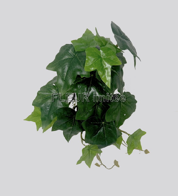 Břečťan 25cm  latex 12/144