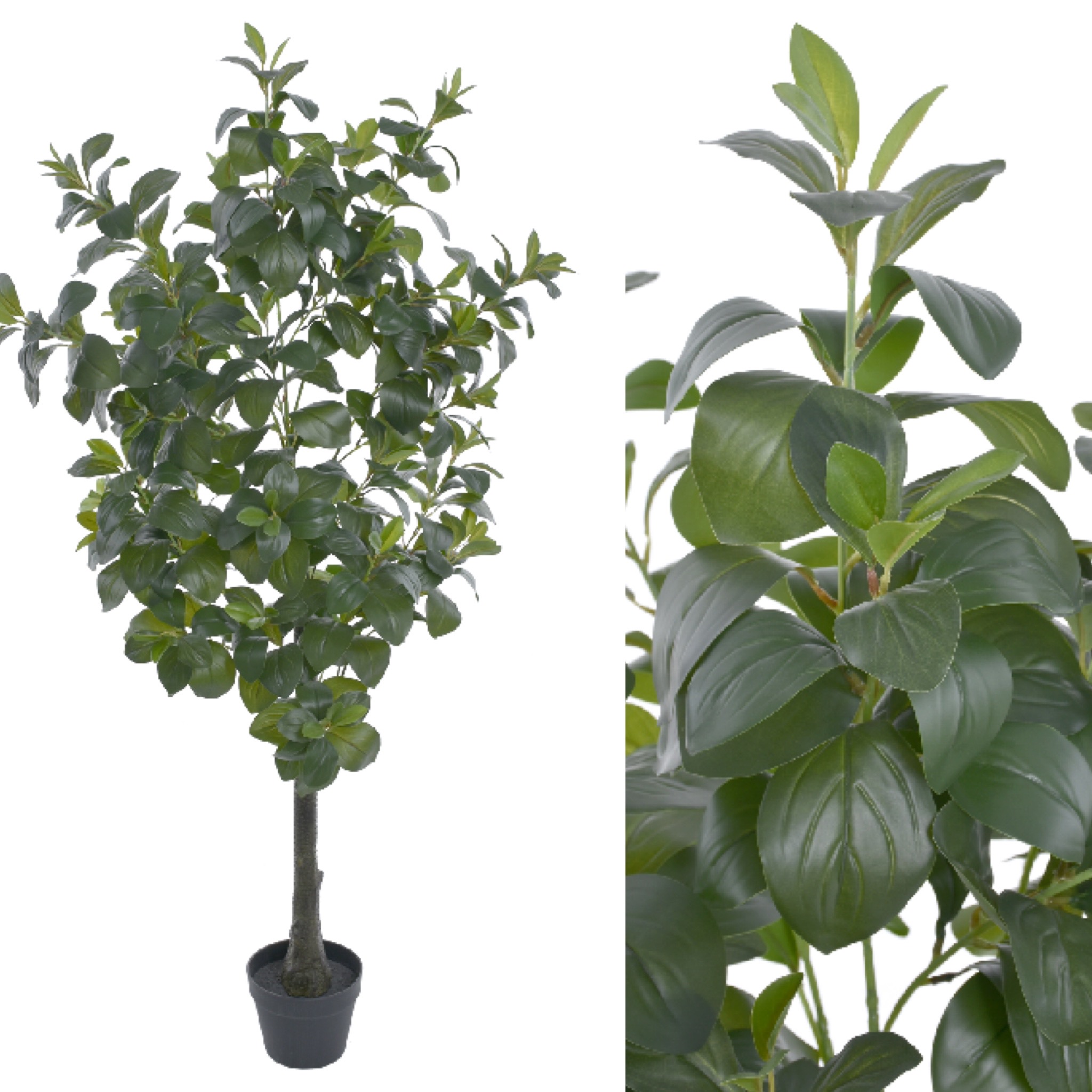 Mandarinka keř 150cm 1/1