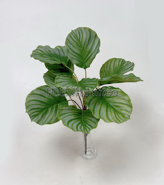 Calatea x12 60cm 12/96