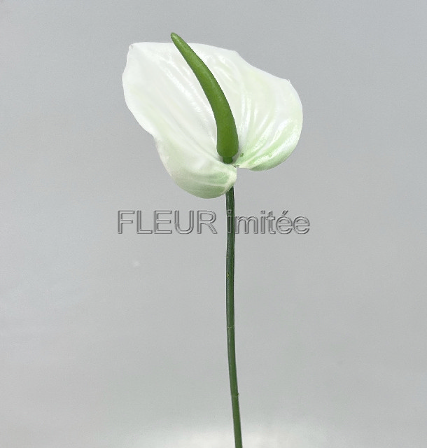 Anturie mini 46cm 36/576