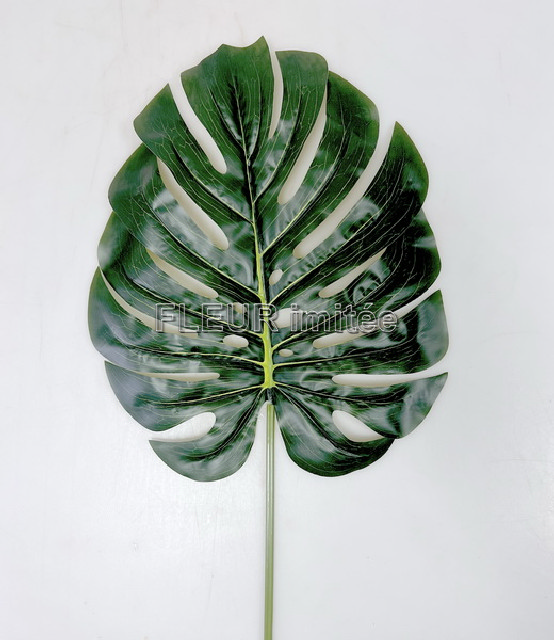 List monstera 70cm 12/240