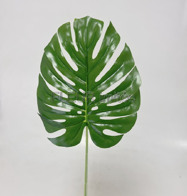List monstera 50cm 1/288
