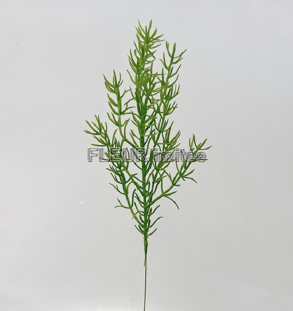 Asparagus 45cm 12/120