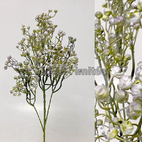 Gypsophila x5  70cm 12/96