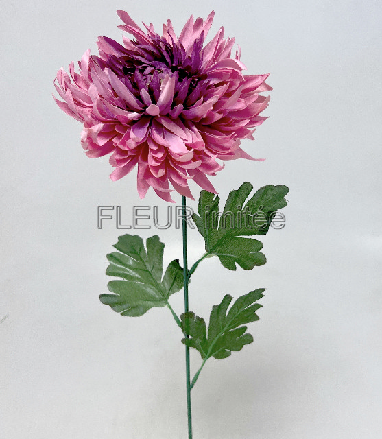 Chryzantéma  17/60cm  24/144