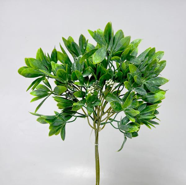 Pittosporum 36cm  24/192