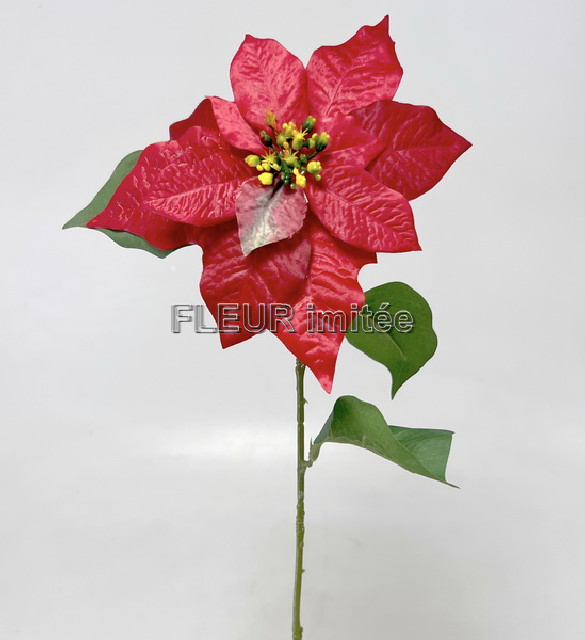 Poinsettia 60/20cm 12/240