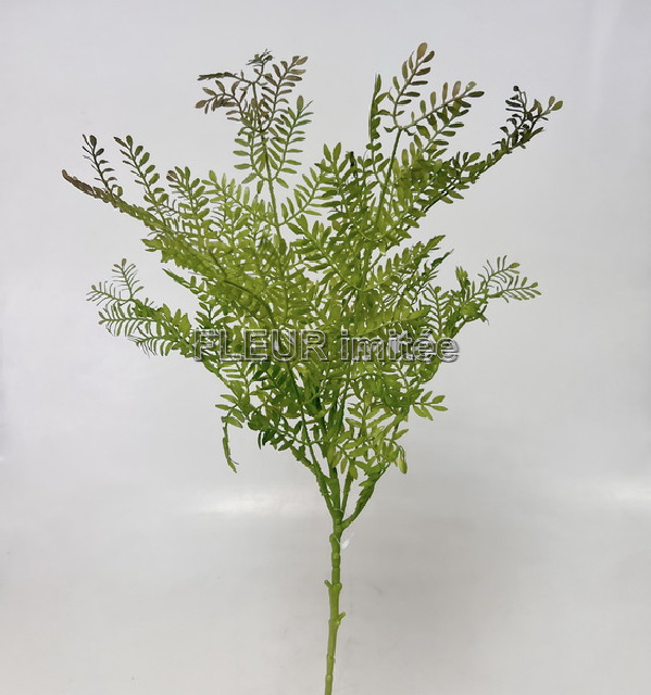 Kapradí záp.75cm 24/144