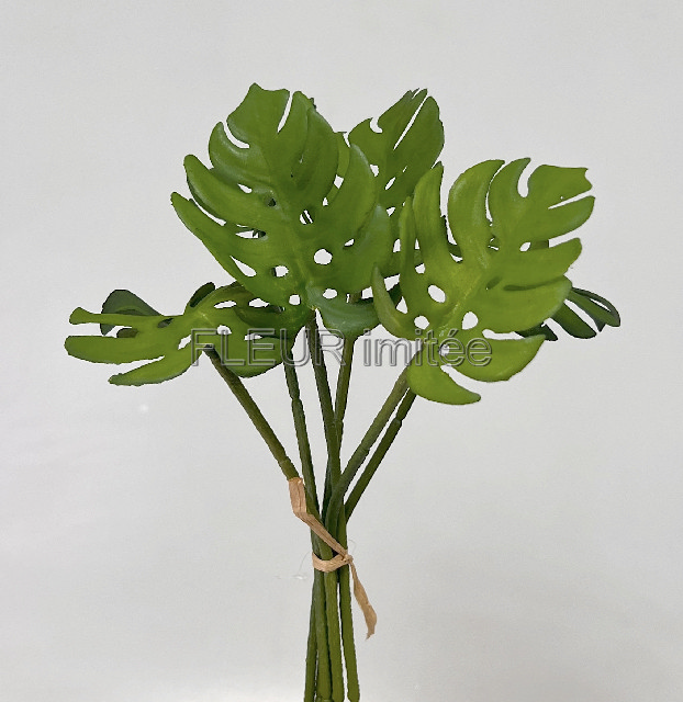 Monstera x6  25cm záp. 1/36