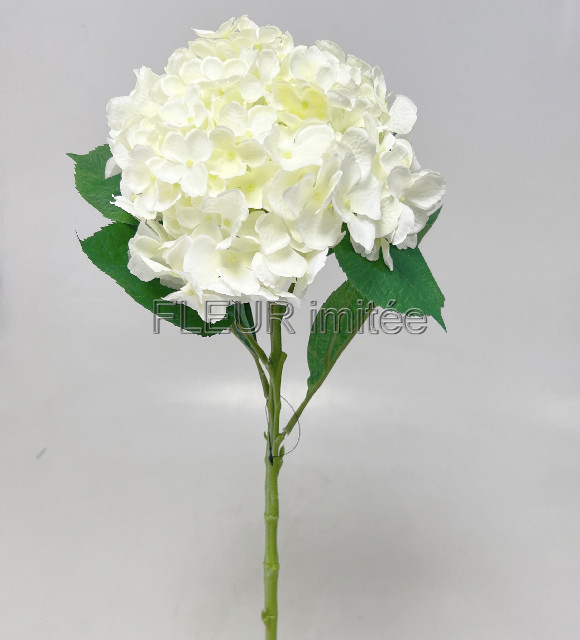 Hortenzie x1 70cm 12/96
