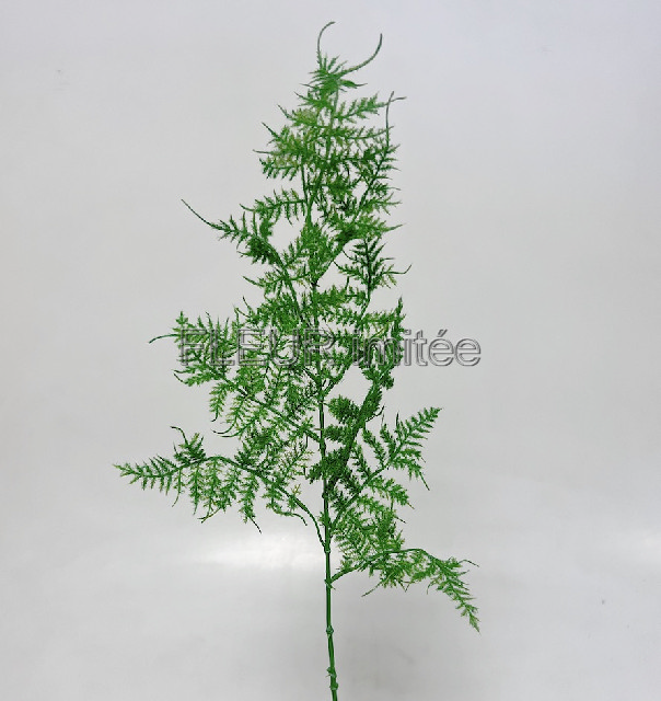 Plumosus 65cm 12/144