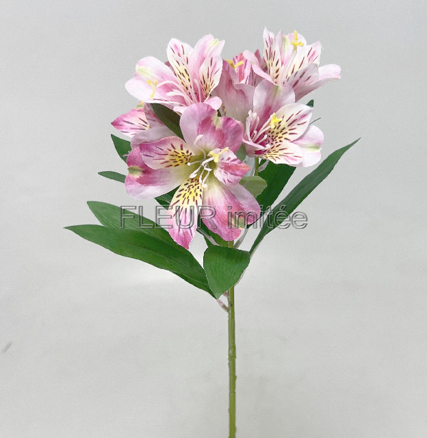 Alstromerie 60cm  24/240