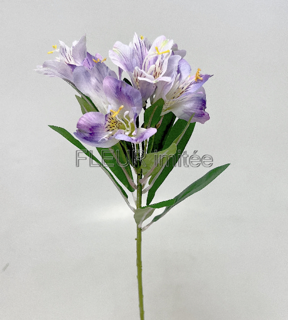Alstromerie 60cm  24/240