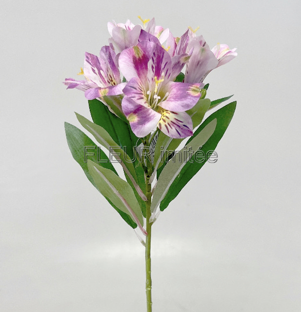 Alstromerie 60cm  24/240