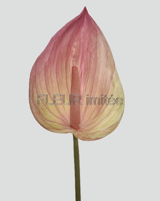 Anturie 86cm 24/192