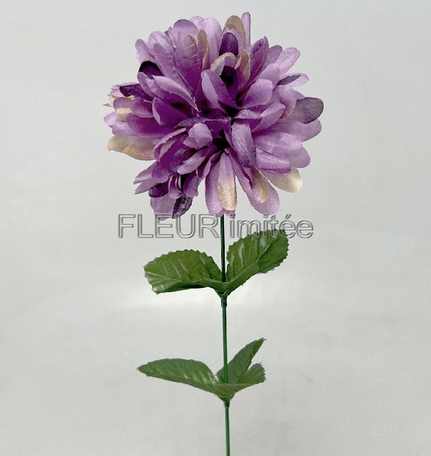 Chryzantéma  60/10cm  W00212/144