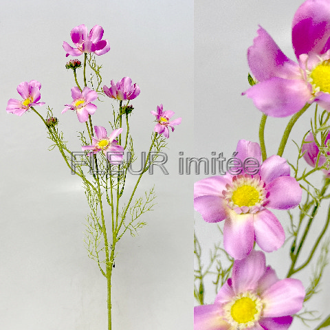 Cosmos x9 80cm 24/336