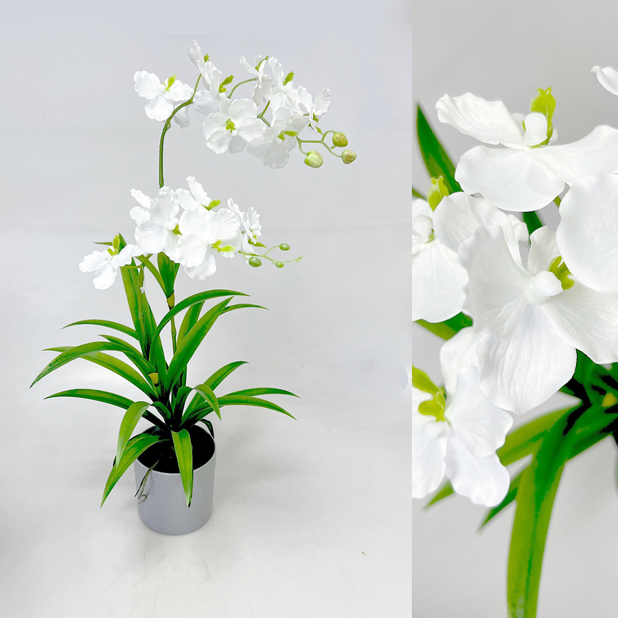 Orchidea Vanda 67cm v ker.obal