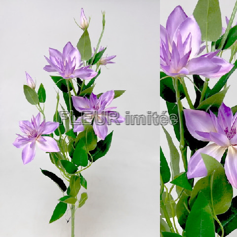 Clematis x7 82cm S508 36/360