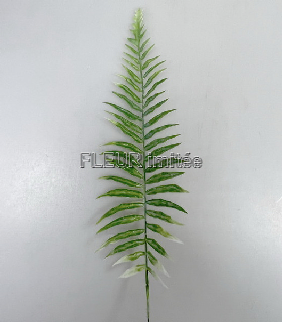 List kapradí latex 25cm 12/240