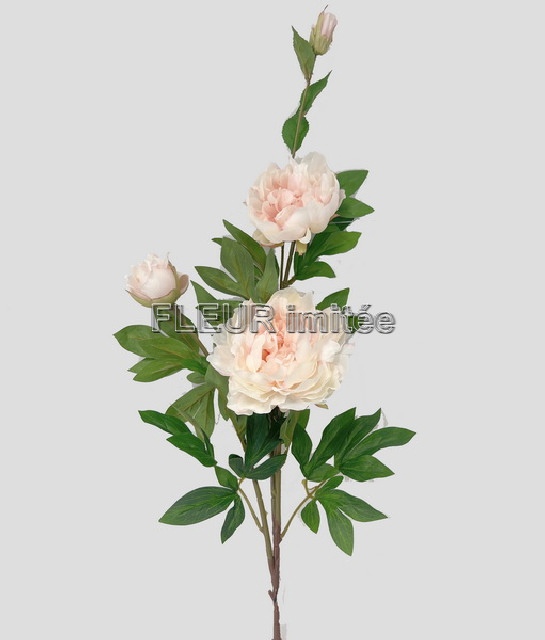 Pivoňka x5 110cm 24/144