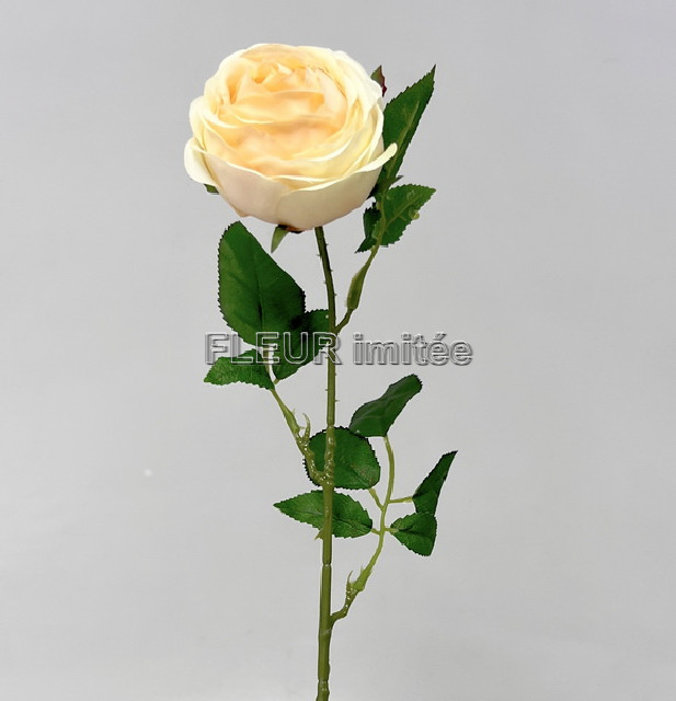 Růže Cabbage x1 70cm 12/480