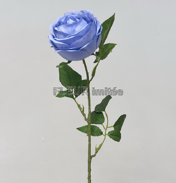 Růže Cabbage x1 70cm 12/480