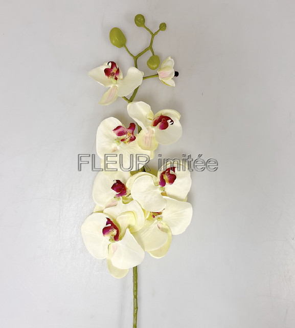 Orchidea  phal.96cm 24/120