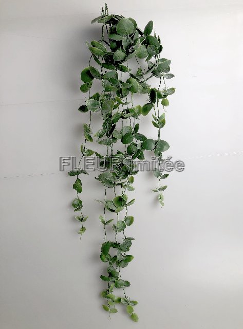 Eukalypt pop. 98cm 1/12      