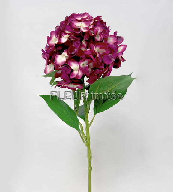 Hortenzie x1 60cm 12/48