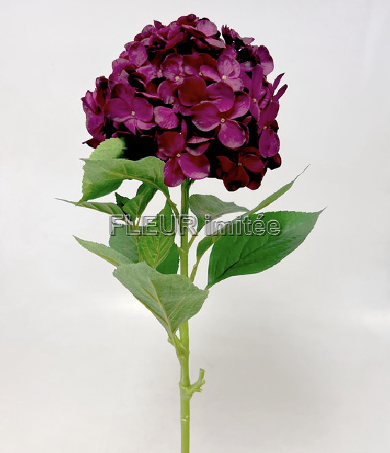 Hortenzie x1 60cm 12/48