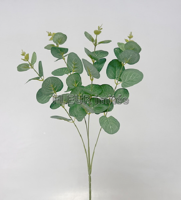 Eukalypt x4 60cm  12/180