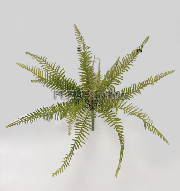 Kapradí x15 50cm 24/144