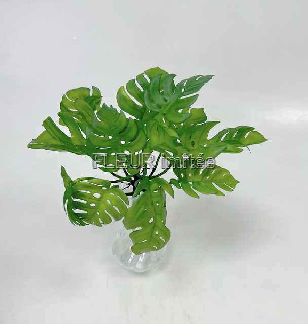 Monstera x5 67cm latex 12/144