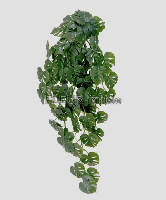 Monstera pop.82cm GR12/60