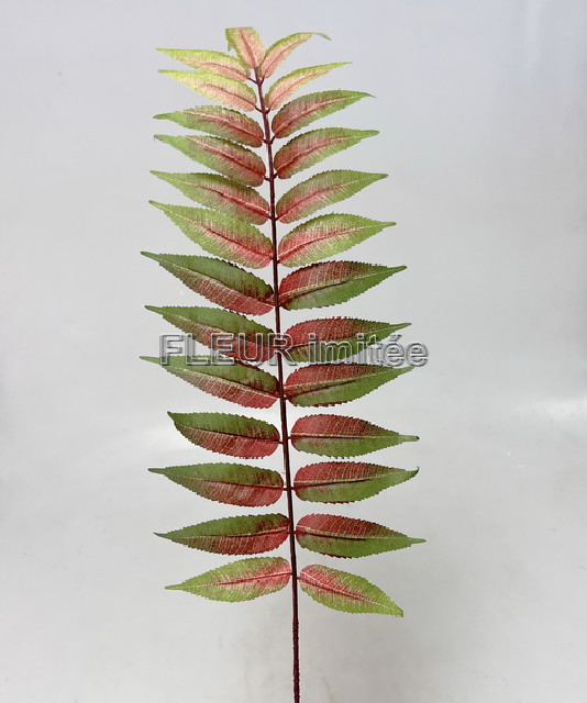 List vavřín 70cm 12/144