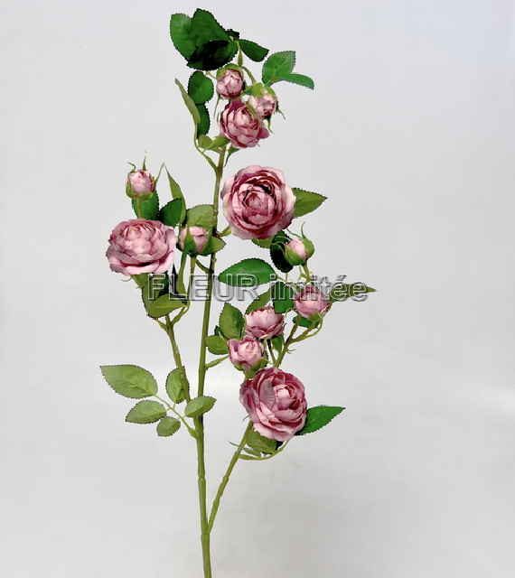 Růže planá 90cm 24/240