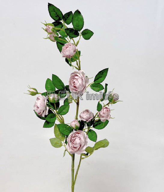 Růže planá 90cm 24/240