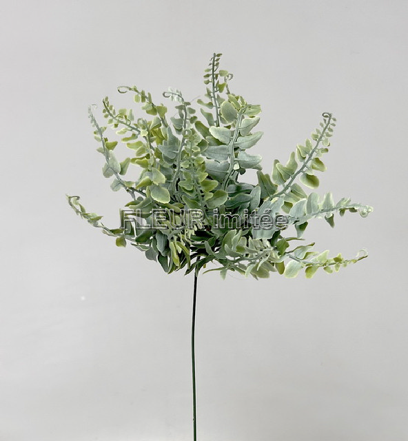 Kapradí záp.45cmL409 36/360