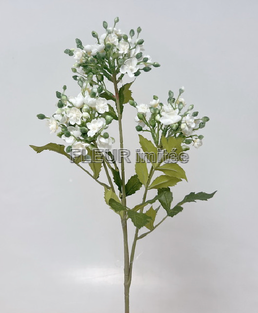 Ornitogalum x3 80cm 24/192