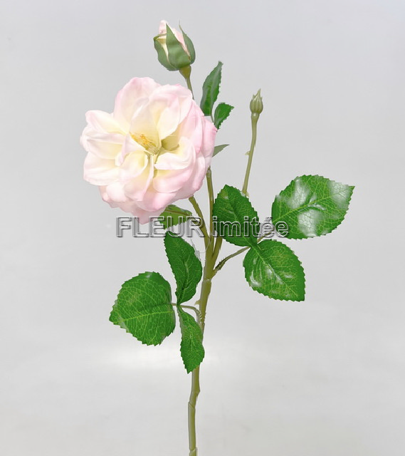 Růže x2 50cm 24/240