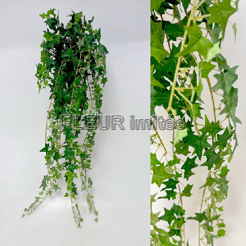 Břečťan 85cm 12/48