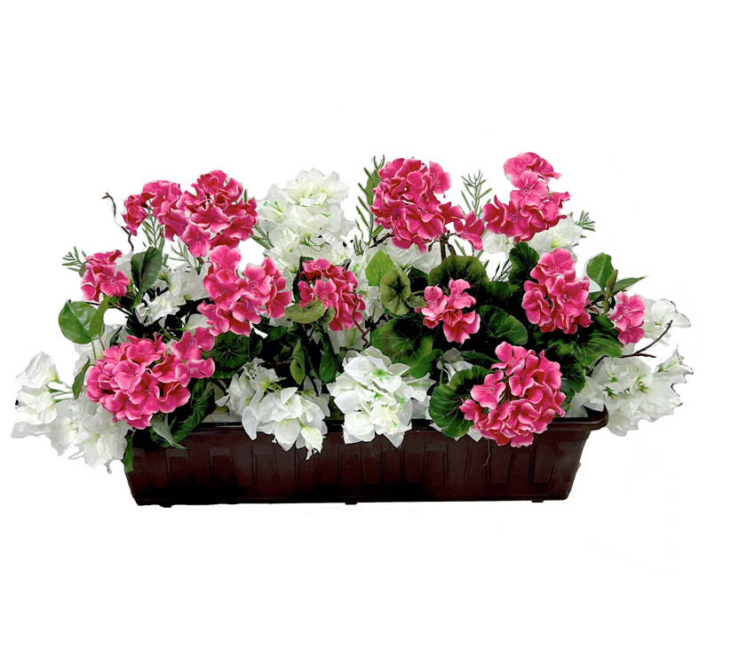 Truhlík muškát  60x40cm