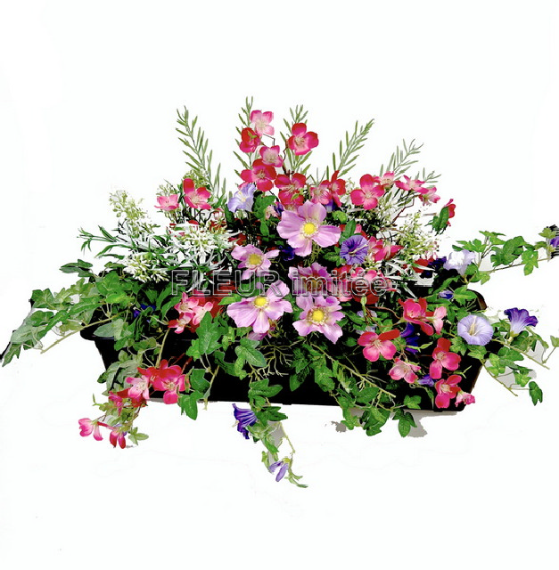 Truhlík cosmos mix  60x40cm