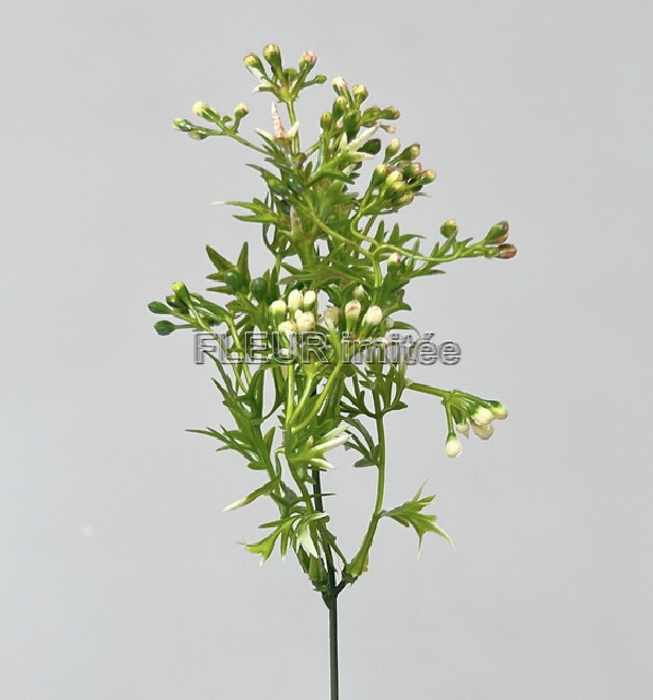 Bobulky záp. 48cm 12/144